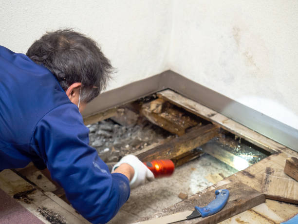Best HVAC Mold Remediation in Palm Valley, TX