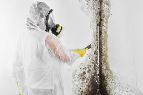 Best Emergency Mold Remediation in Palm Valley, TX