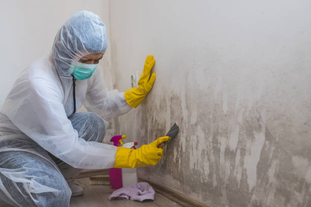 Best Bathroom Mold Remediation in Palm Valley, TX