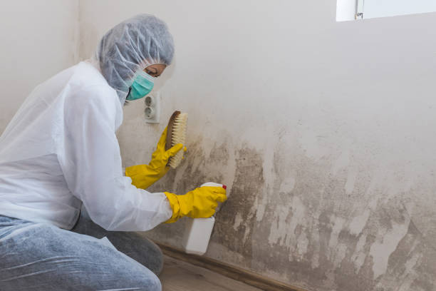 Best Industrial Mold Remediation in Palm Valley, TX