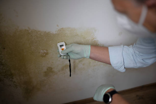 Best Commercial Mold Remediation in Palm Valley, TX